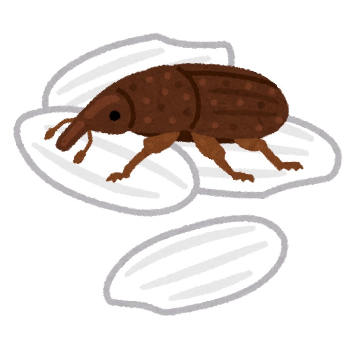 お米に発生する虫！