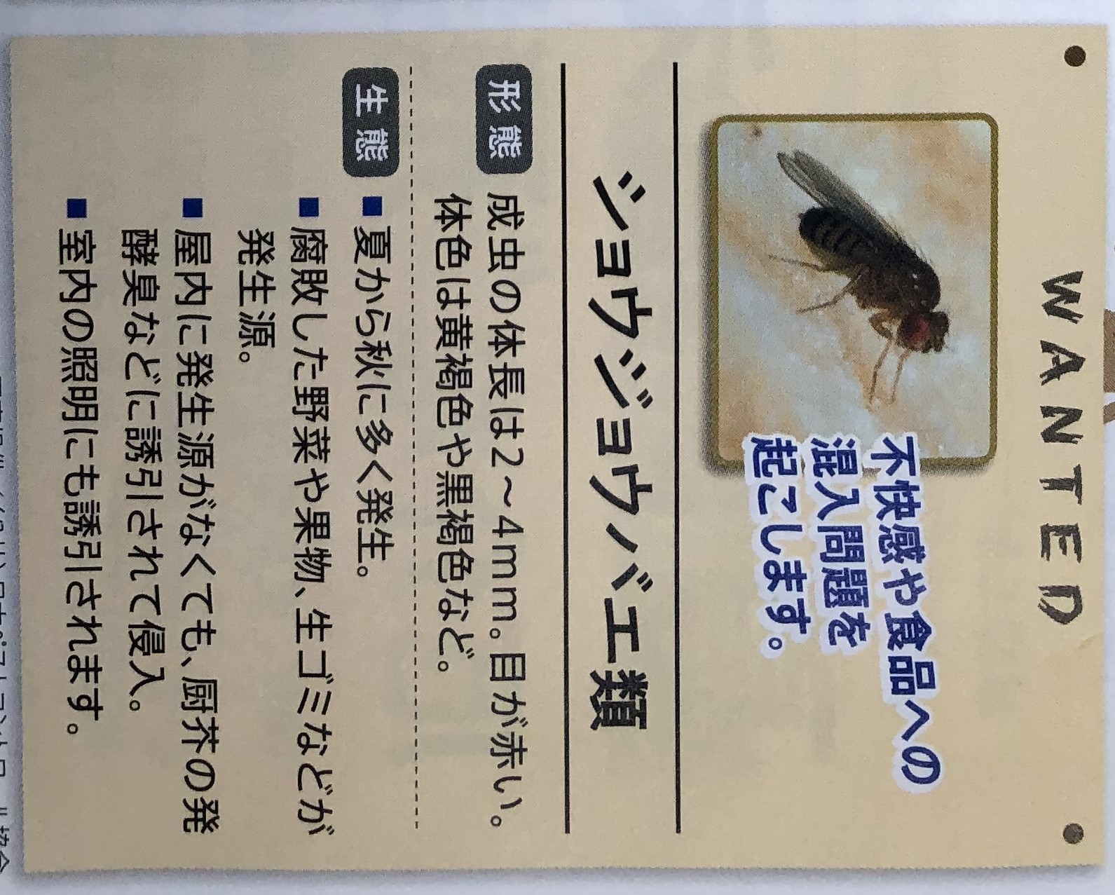 夏に現れる飛翔害虫　その3 　  ショウジョウバエ