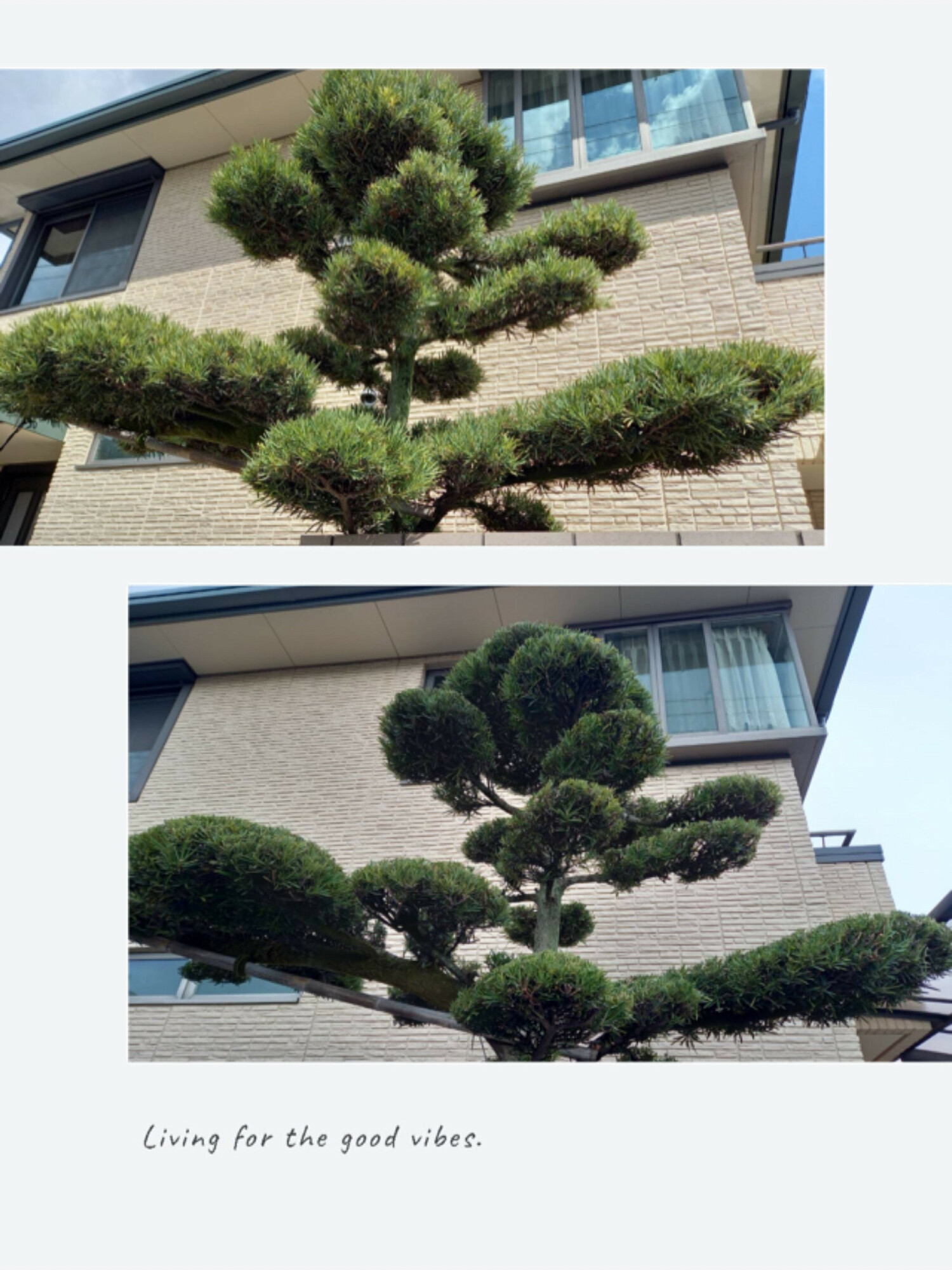 スッキリ綺麗に植木の、お手入れ！