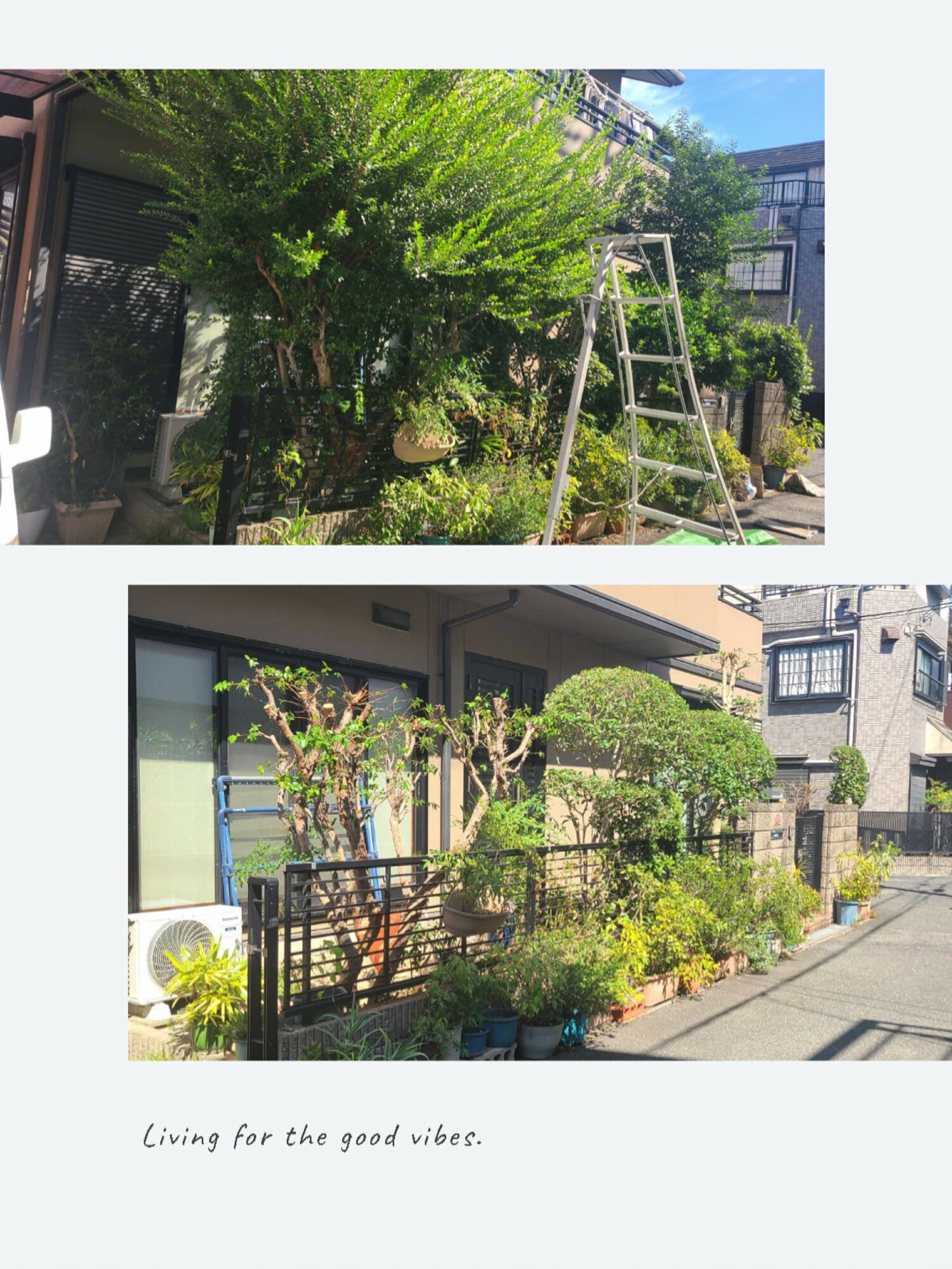 剪定のシーズン！
